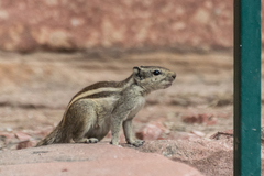 Funambulus pennantii