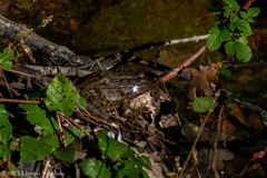 Pelophylax kurtmuelleri