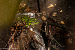 Pelophylax kurtmuelleri