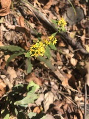 Solidago caesia