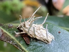 Akanthomyces tuberculatus