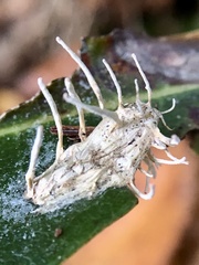 Akanthomyces tuberculatus