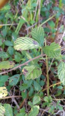 Rubus cuneifolius
