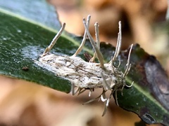 Akanthomyces tuberculatus