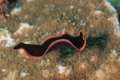 Pseudobiceros gloriosus