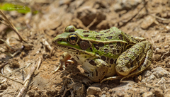 Lithobates spectabilis