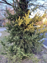 Chrysomyxa arctostaphyli