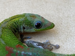 Phelsuma laticauda laticauda