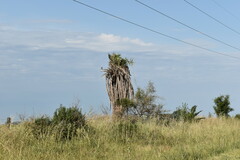 Phoenix canariensis