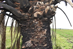 Phoenix canariensis