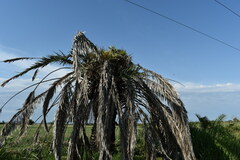 Phoenix canariensis