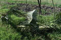 Phoenix canariensis