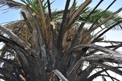Phoenix canariensis