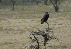 Buteo augur