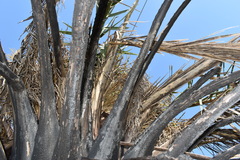 Phoenix canariensis