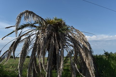 Phoenix canariensis