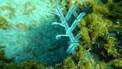 Macrorhynchia philippina