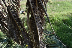 Phoenix canariensis