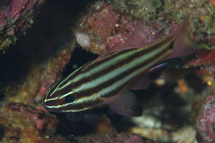 Ostorhinchus angustatus