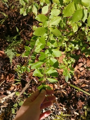 Duranta erecta