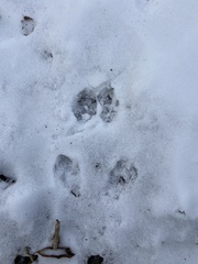 Sciurus carolinensis