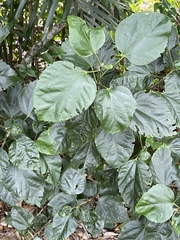 Cissus verticillata