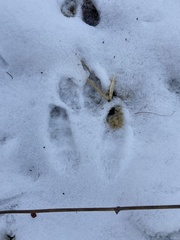 Sciurus carolinensis