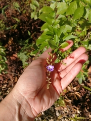 Duranta erecta