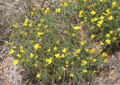 Oenothera serrulata