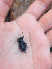 Cryptoglossa variolosa