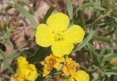 Oenothera serrulata