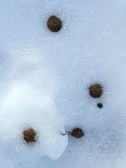 Lepus americanus