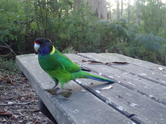 Barnardius zonarius semitorquatus
