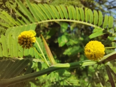 Vachellia hindsii