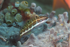 Thalassoma quinquevittatum