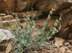 Penstemon secundiflorus