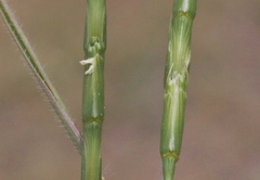 Aegilops cylindrica
