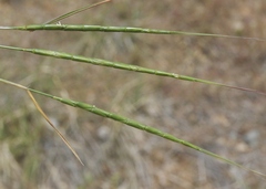 Aegilops cylindrica