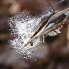 Asclepias exaltata