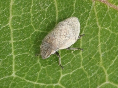 Lepyronia gibbosa