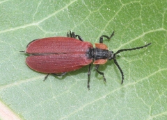 Lycus sanguinipennis
