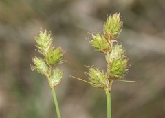 Carex bebbii