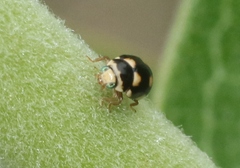 Brachiacantha uteella