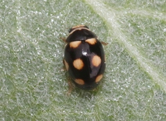 Brachiacantha uteella