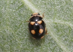 Brachiacantha uteella