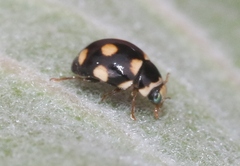 Brachiacantha uteella