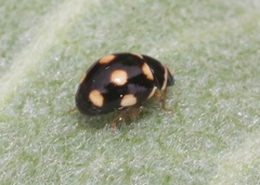 Brachiacantha uteella