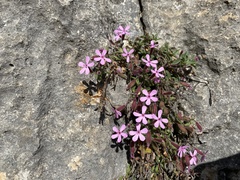 Saponaria ocymoides