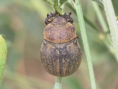 Phyllophaga lanceolata