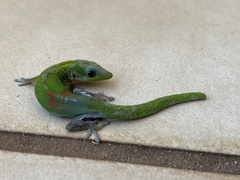Phelsuma laticauda laticauda